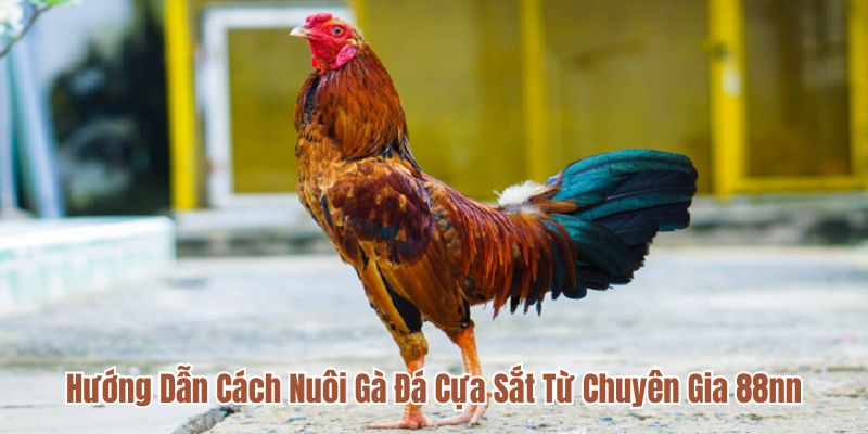 Hướng Dẫn Cách Nuôi Gà Đá Cựa Sắt Từ Chuyên Gia 88nn