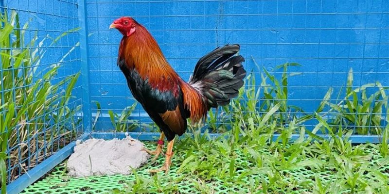 cách nuôi gà đá cựa sắt Tạo sao cần phải học cách nuôi gà đá cựa sắt?