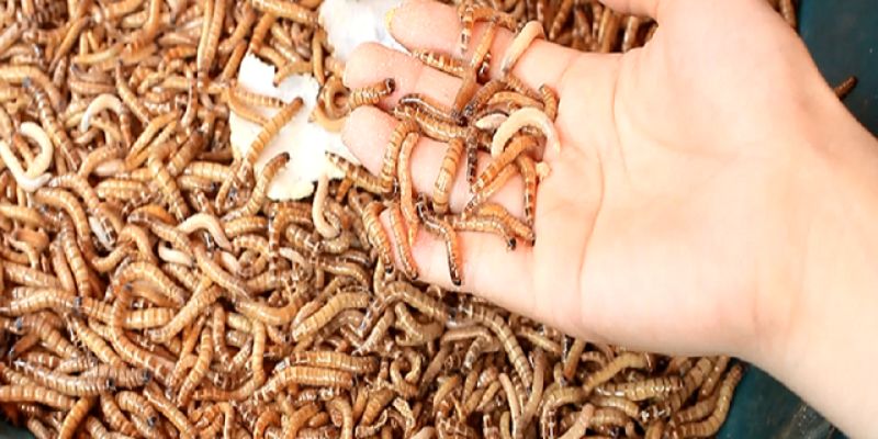 Cách nuôi gà đá cựa sắt Cách vỗ béo