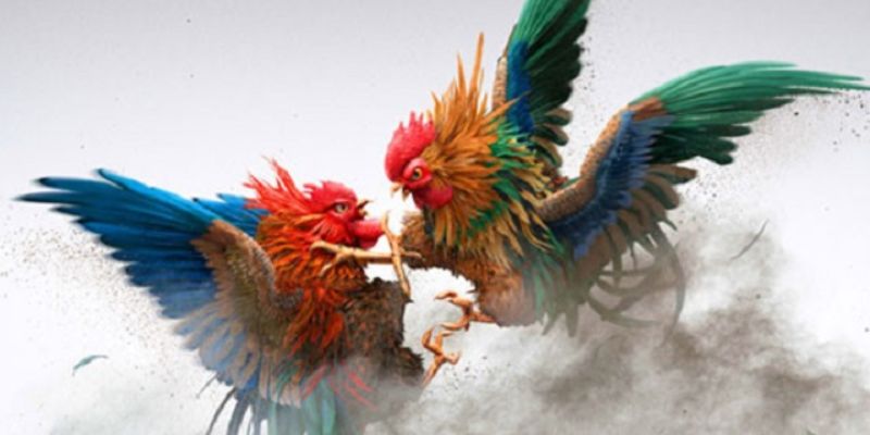 Chơi chọi gà cựa sắt