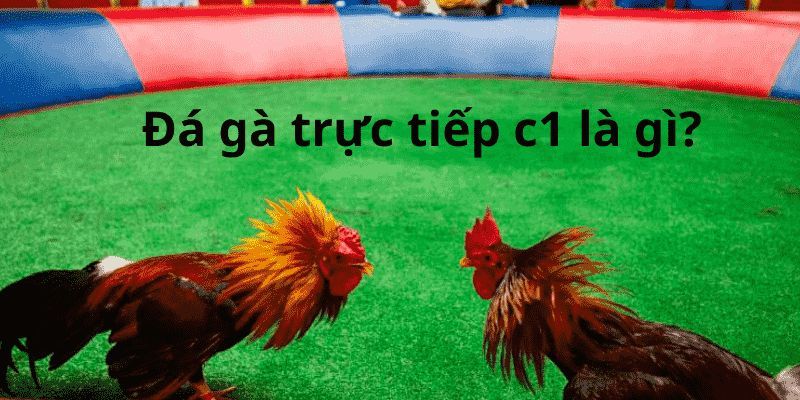 trực tiếp đá gà C1 Thông tin chung về loại hình trực tiếp đá gà C1