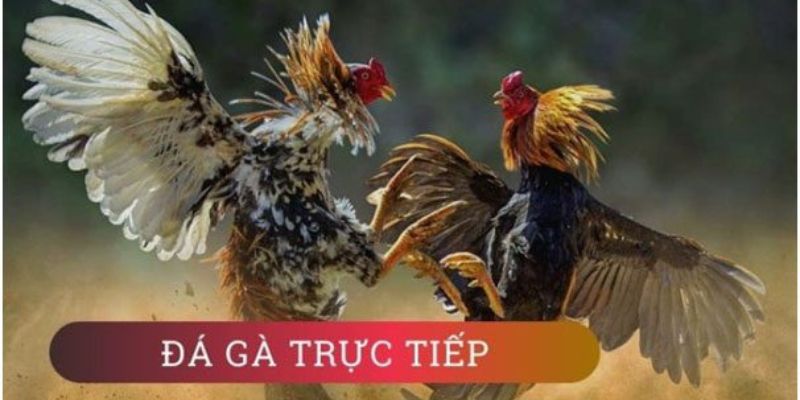 trực tiếp đá gà C1 Những lý do khiến trực tiếp đá gà C1 thu hút số lượng lớn người xem