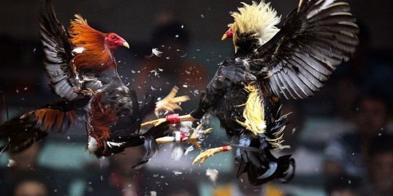 Đá gà cựa dao hoặc sắt