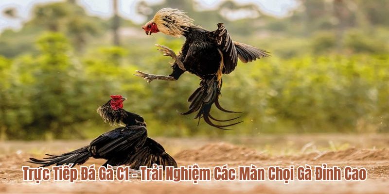 Trực Tiếp Đá Gà C1 - Trải Nghiệm Các Màn Chọi Gà Đỉnh Cao